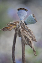 Oriental poppy, Papaver orientale 'Patty's Plum', two crossing seedheads showing the soft blue green pod colours.