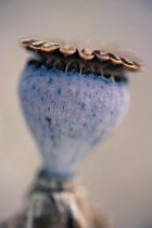 Oriental poppy, Papaver orientale 'Patty's Plum' seedhead showing the soft blue green pod colour.