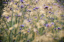 Brazilian verbena, Verbena bonariensis, a mass of transparent stalks interspersed with Golden oats, Stipa gigantea.