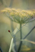 Bronze fennel, Foeniculum vulgare 'Purpureum', mustard yellow flower in soft focus and a red ladybird on the fine leaf.