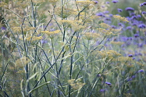 Bronze fennel, Foeniculum vulgare 'Purpureum', mustard yellow flowers on tall blue green stalks, combined planting with Brazilian verbena, Verbena bonariensis.