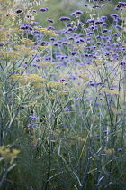 Bronze fennel, Foeniculum vulgare 'Purpureum', mustard yellow flowers on tall blue green stalks, combined planting with Brazilian verbena, Verbena bonariensis.