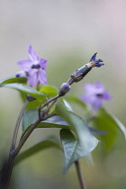 Chilli pepper, Capsicum annuum 'Zimbabwe black', purple flowers turning into a small black chilli and purple tinged leaves.