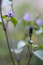 Chilli pepper, Capsicum annuum 'Zimbabwe black', purple flowers and buds with a small black chilli and purple tinged leaves.