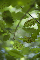 Common oak, Quercus robur, leaves infested with the common spangle gall caused by the cynipid wasp.