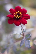 Dahlia 'Bishop of Auckland', single red flower showing yellow stamen and dark purple leaves.