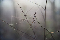 Twigs in a misty, wintery setting connected by spider web strands. Subtle soft hues in the background.