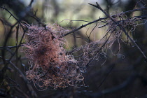 Tangle of discarded orange nylon string caught in bare bramble twigs.