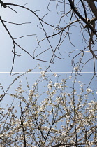 Cherry, Prunus, showing the difference between the defoliated tree above the trail and the healthy one below and the pollution from the aircraft flying over London?s East End.