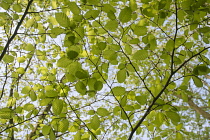 Beech, European beech, Fagus sylvatica, leaves and twigs seen from underneath, in sunlight against a blue sky.