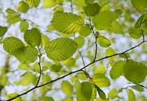 Beech, European beech, Fagus sylvatica, leaves and twigs seen from underneath, in sunlight against a blue sky. Close view of several leaves.