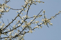 Blackthorn or Sloe, Prunus spinosa, blossom on bare wood twigs against a blue sky.