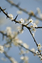Blackthorn or Sloe, Prunus spinosa, blossom on bare wood twigs against a blue sky.