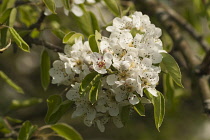 Pear, European pear, Pyrus communis 'Robin', sprig of blossom with leaves close view showing stamen.