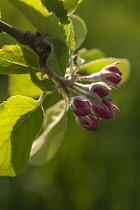 Pear, European pear, Pyrus communis 'Robin', sprig of unopened blossom buds with leaves. Backlit close view.