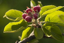 Pear, European pear, Pyrus communis 'Robin' sprig of unopened blossom buds with leaves. Backlit close view.