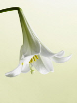 Easter lily, Lilium longiflorum, single flower hanging down showing stamen inside with light green background.