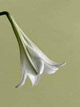 Easter lily, Lilium longiflorum, single flower hanging down against a flat green background.