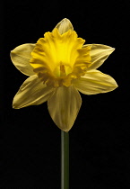 Daffodil, Narcissus 'Dutch Master', straight on shot of a single flower against solid black background.