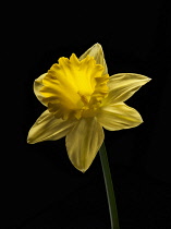 Daffodil, Narcissus 'Dutch Master', straight on shot of a single flower against solid black background.