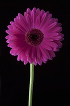 Barberton daisy, Gerbera jamesonii, a magenta flower against solid black background.