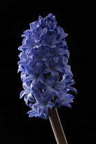 Hyacinth, Hyacinthoides orientalis 'Blue pearl', single stem against a solid black background.