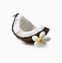 Coconut, Cocos nucifera, segment with shell, and a Tahitian gardenis or Tiare flower, Gardenia tiatensis, together these are the ingredients of Monoi oil.