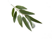Cider gum, Eucalyptus gunnii, small sprig of mature leaves against white background with shadow.