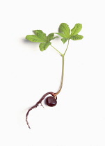 Horse chestnut, Aesculus hippocastanum, seedling showing the conker still attached.