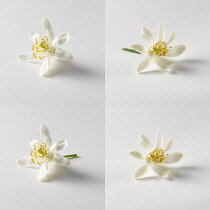 Citrus flower on white background, four views, two with stalk.