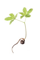 Horse chestnut, Aesculus hippocastanum, seedling showing the conker still attached.