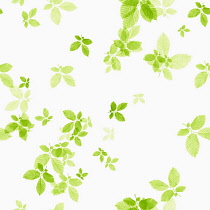 Beech, Fagus sylvatica, abstract pattern of leaves, colour manipulated to green on white background.