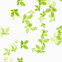 Beech, Fagus sylvatica, abstract pattern of leaves, colour manipulated to green on white background.