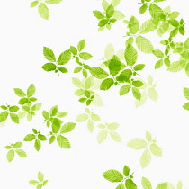 Beech, Fagus sylvatica, abstract pattern of leaves, colour manipulated to green on white background.