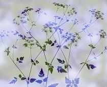 Cow parsley, Anthriscus sylvestris. abstract silhouette of several stems, colour manipulated to green and purple on pastel mauve green background.