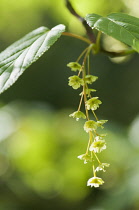 Maple, Pere David's Maple, Acer davidii, new growth.