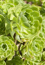 Aeonium, Tree aeonium, Aeonium arboreum, close up showing pattern.
