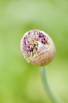 Allium, Allium Hollandicum 'Purple Sensation', flowers emerging from bud.