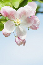 Apple, Malus domestica 'Kings Acre Pippin', blossoms against blue sky.