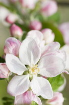 Apple, Malus domestica 'Kings Acre Pippin', blossoms in flower.