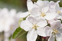 Apple, Malus domestica 'Fiesta', blossoms in flower.