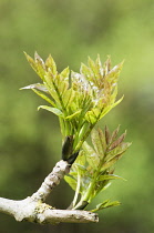 Ash , European ash, Fraxinus excelsior, new growth.