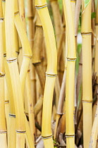 Bamboo, Yellow-groove bamboo, Phyllostachys aureosulcata, side view showing stem details.