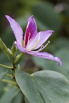 Orchid tree, Bauhinia variegata, purple flower.