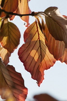 Beech , Copper beech, Fagus sylvatica purpurea, bronze coloured leaves on tree.