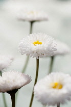 Daisy , Double, Bellis perennis Tasso series.