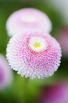 Daisy , Double, Bellis perennis Tasso series.