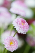 Daisy , Double, Bellis perennis Tasso series.