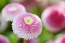 Daisy , Double, Bellis perennis Tasso series.