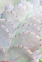 Lavender scallops, Bryophyllum fedtschenkoi, close up showing pattern.